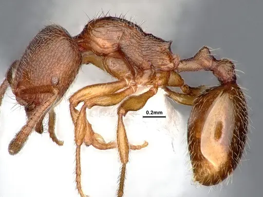 Stenamma punctatoventre - CASENT0884444