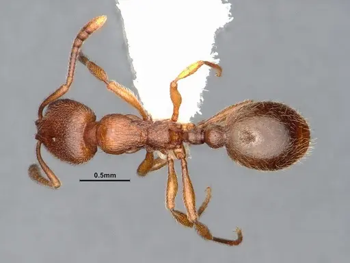 Stenamma punctatoventre - CASENT0884664