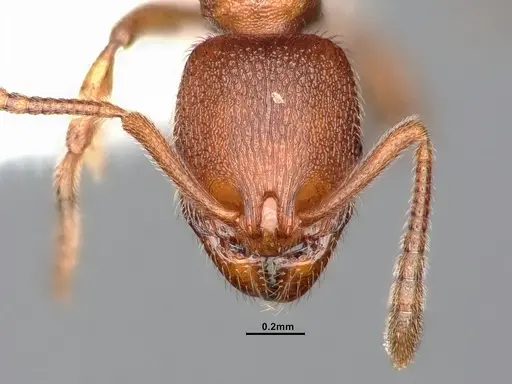 Stenamma punctatoventre - CASENT0884664