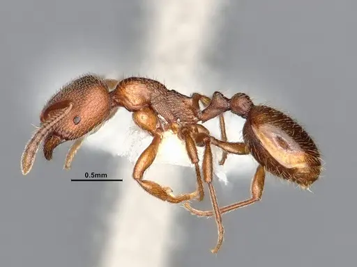 Stenamma punctatoventre - CASENT0884664