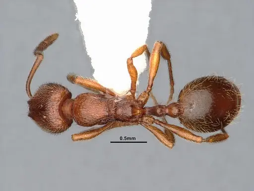 Stenamma punctatoventre - CASENT0885486