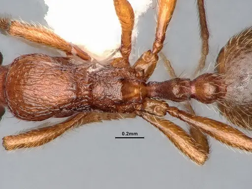 Stenamma punctatoventre - CASENT0885486