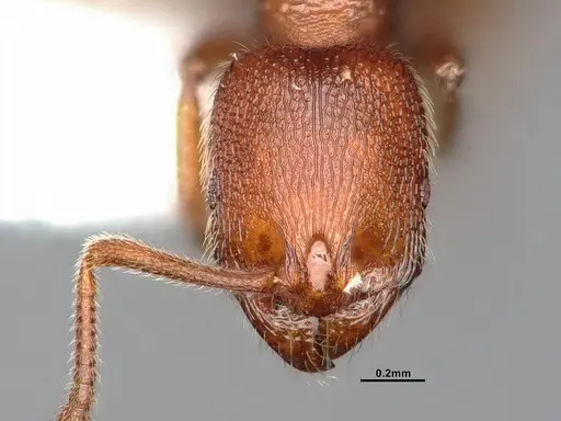 Stenamma punctatoventre - CASENT0885486