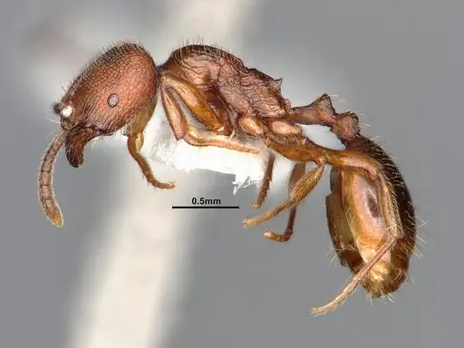 Stenamma punctatoventre - CASENT0885486