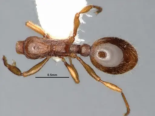 Stenamma punctatoventre - CASENT0885493