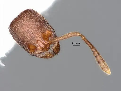 Stenamma punctatoventre - CASENT0885493