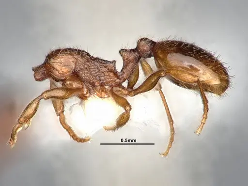 Stenamma punctatoventre - CASENT0885493