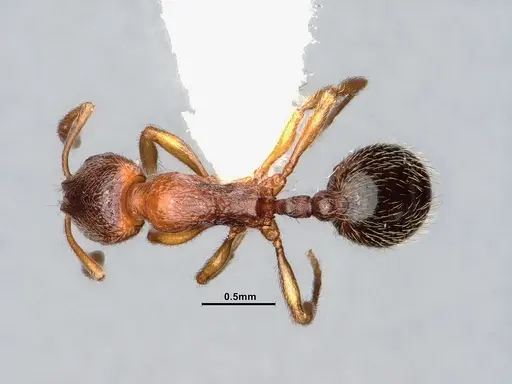 Stenamma punctatoventre - CASENT0885520