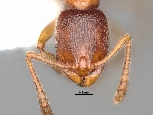 Stenamma punctatoventre - CASENT0885520