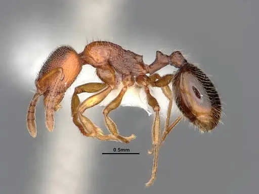 Stenamma punctatoventre - CASENT0885520