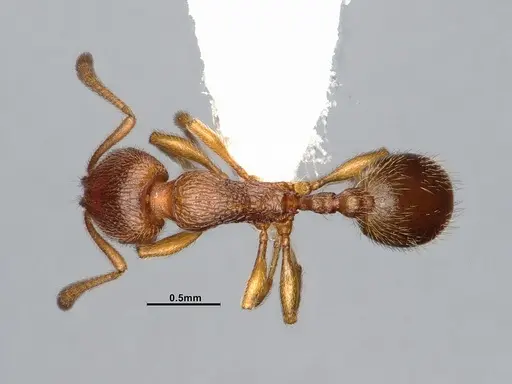 Stenamma punctatoventre - CASENT4031273