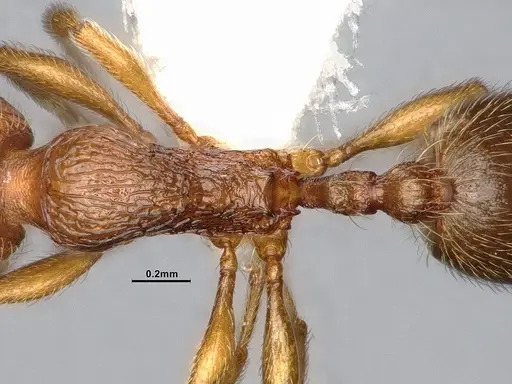 Stenamma punctatoventre - CASENT4031273