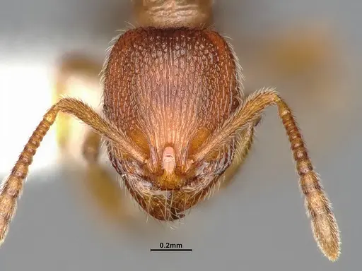 Stenamma punctatoventre - CASENT4031273