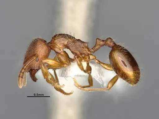 Stenamma punctatoventre - CASENT4031273