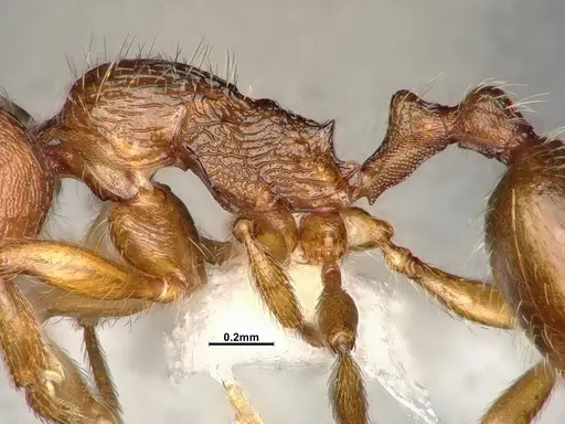 Stenamma punctatoventre - CASENT4031273