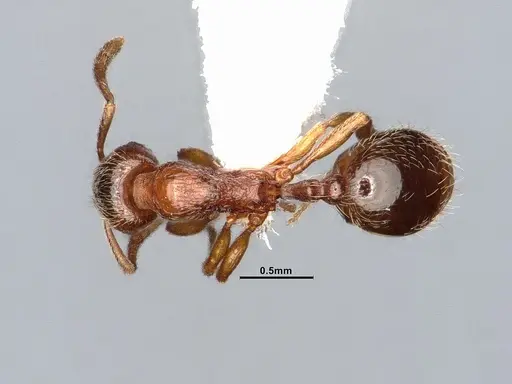 Stenamma punctatoventre - CASENT4031359