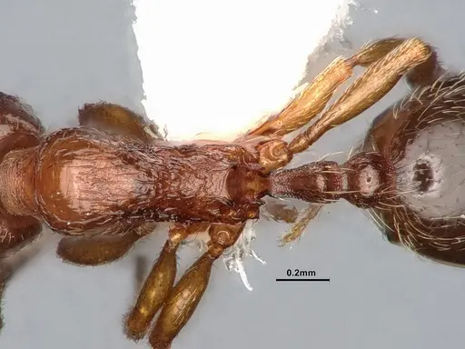 Stenamma punctatoventre - CASENT4031359