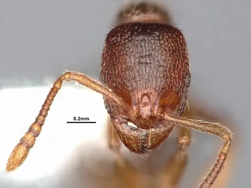 Stenamma punctatoventre - CASENT4031359