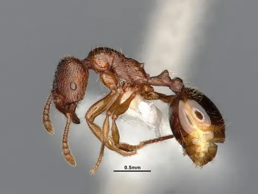 Stenamma punctatoventre - CASENT4031359