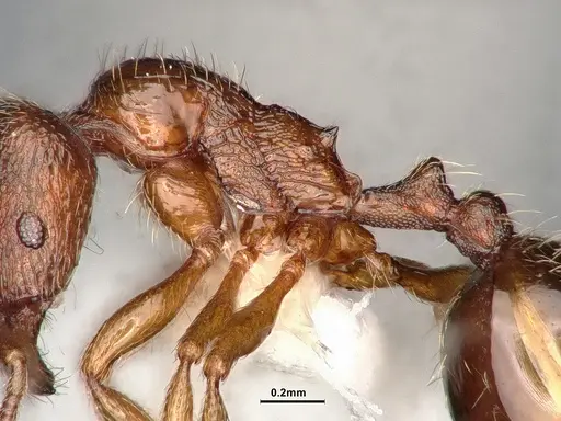 Stenamma punctatoventre - CASENT4031359