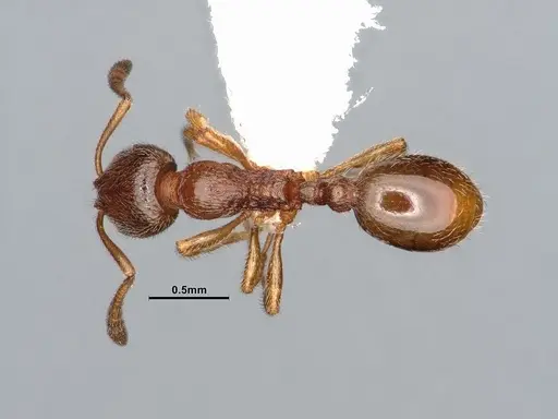 Stenamma punctatoventre - CASENT4031369