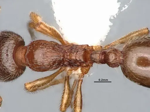 Stenamma punctatoventre - CASENT4031369