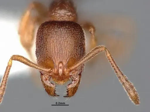 Stenamma punctatoventre - CASENT4031369