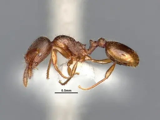 Stenamma punctatoventre - CASENT4031369