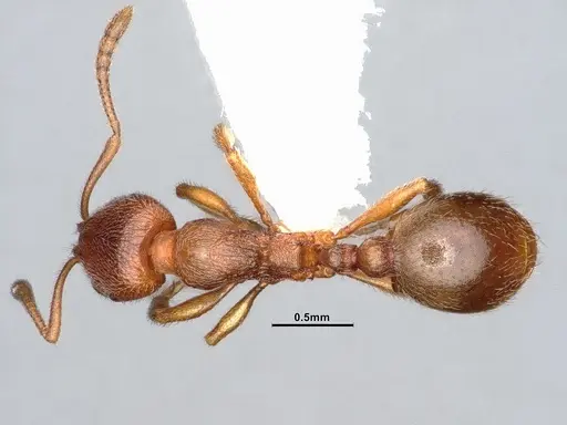 Stenamma punctatoventre - CASENT4031370