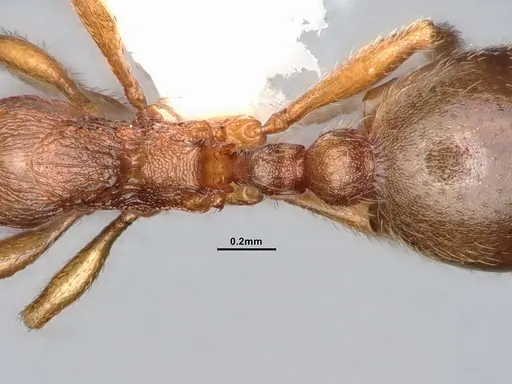 Stenamma punctatoventre - CASENT4031370