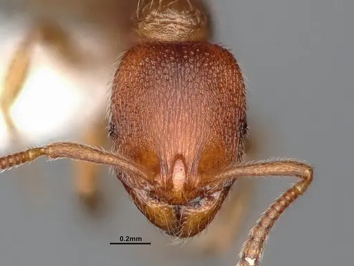 Stenamma punctatoventre - CASENT4031370