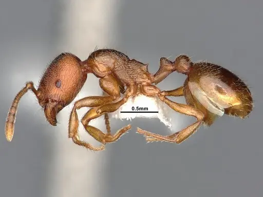 Stenamma punctatoventre - CASENT4031370