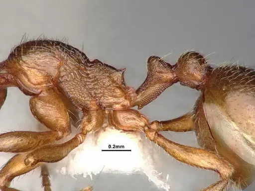 Stenamma punctatoventre - CASENT4031370