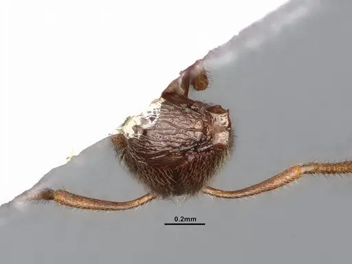 Stenamma punctatoventre - CASENT4031371