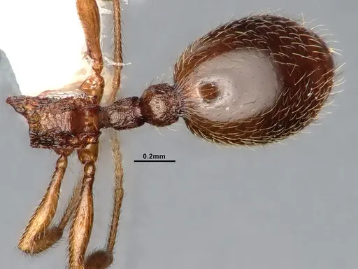 Stenamma punctatoventre - CASENT4031371