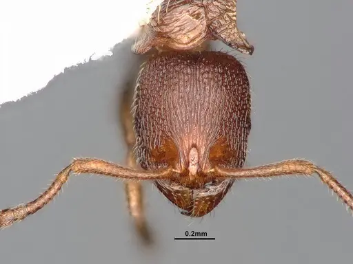 Stenamma punctatoventre - CASENT4031371