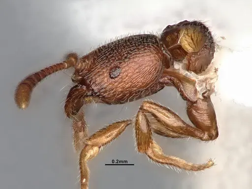 Stenamma punctatoventre - CASENT4031371