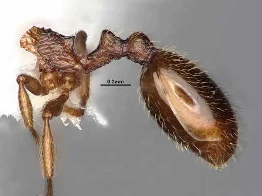 Stenamma punctatoventre - CASENT4031371