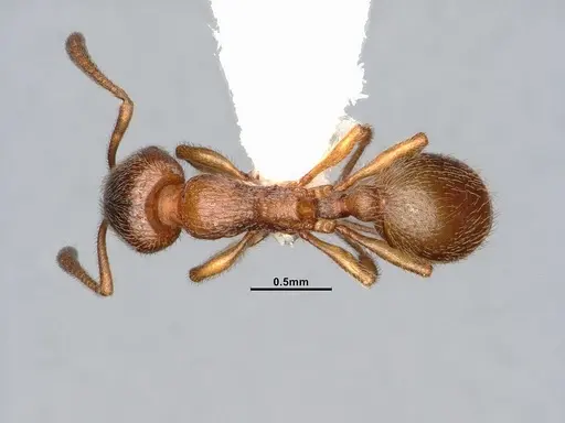 Stenamma punctatoventre - CASENT4031372