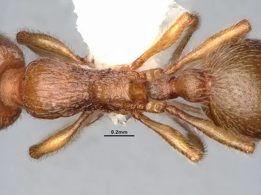 Stenamma punctatoventre - CASENT4031372