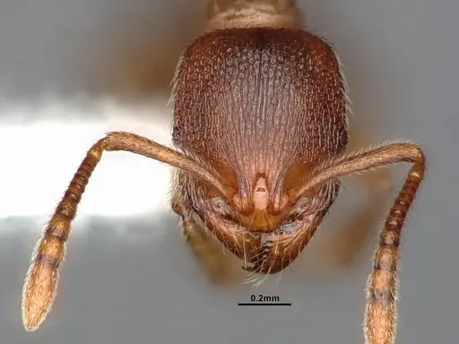 Stenamma punctatoventre - CASENT4031372