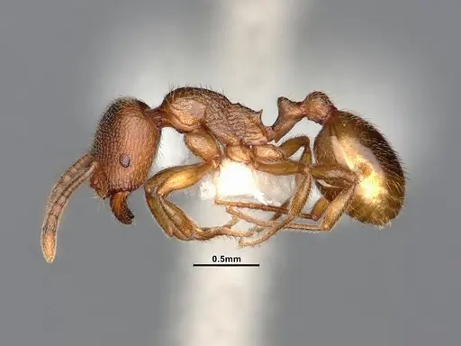 Stenamma punctatoventre - CASENT4031372