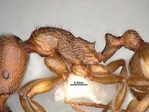 Stenamma punctatoventre - CASENT4031372