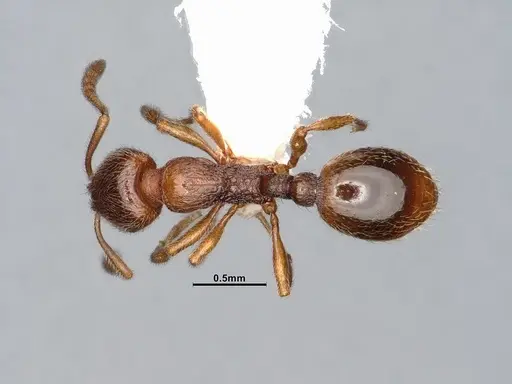 Stenamma punctatoventre - CASENT4031377