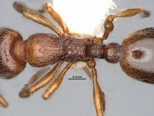 Stenamma punctatoventre - CASENT4031377