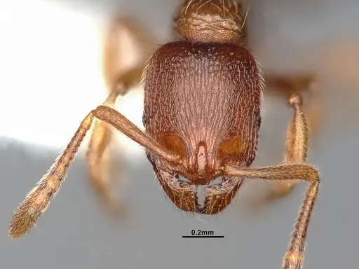 Stenamma punctatoventre - CASENT4031377