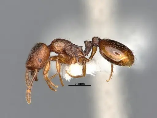 Stenamma punctatoventre - CASENT4031377