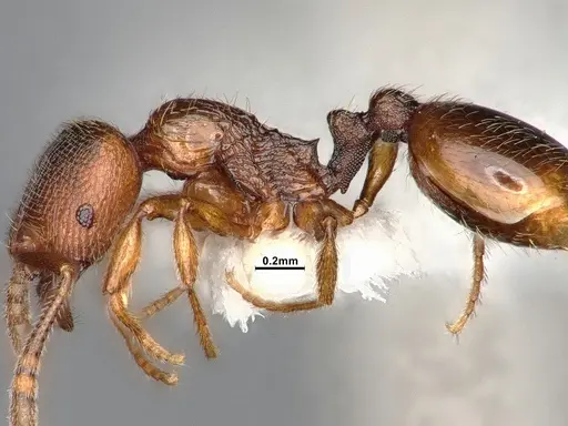 Stenamma punctatoventre - CASENT4031377