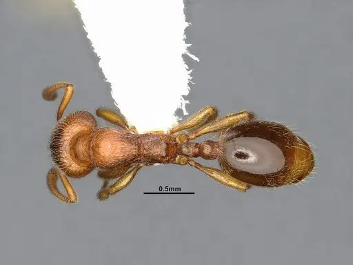 Stenamma punctatoventre - CASENT4032210