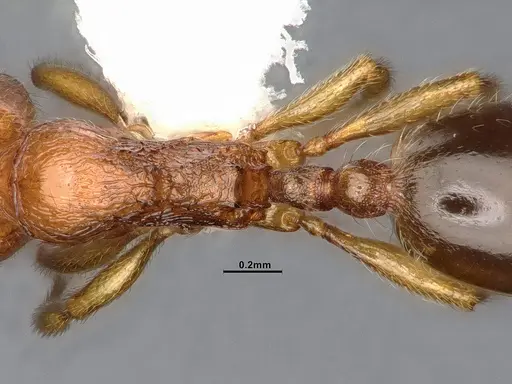 Stenamma punctatoventre - CASENT4032210